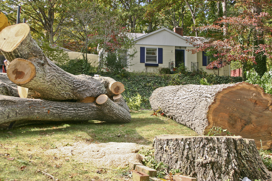 Pricing Guide: How Much Does Stump Grinding Cost?